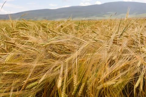Golden wheat field background pattern top view closeup Stock Photos