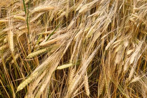 Golden wheat field background pattern top view closeup Stock Photos