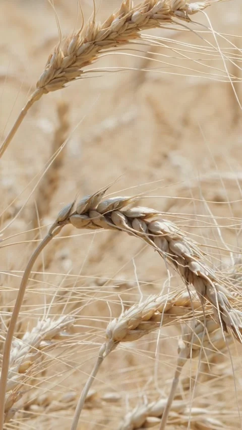 Golden wheat field background under bright daytime illumination, elegant por Stock Footage 338314851