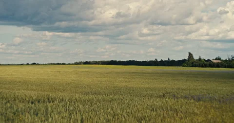 Golden Wheat Field Beneath Dramatic Cloudy Sky Stock Footage 340857393