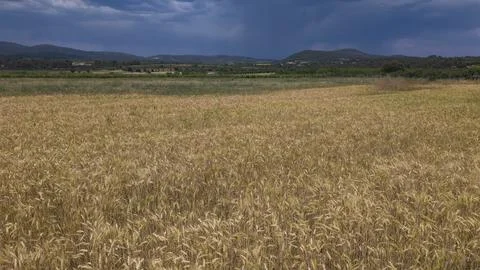 Golden wheat field beneath dramatic storm clouds landscape Foto stock