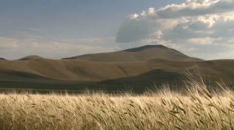 Golden wheat field blowing in the wind Stock Footage