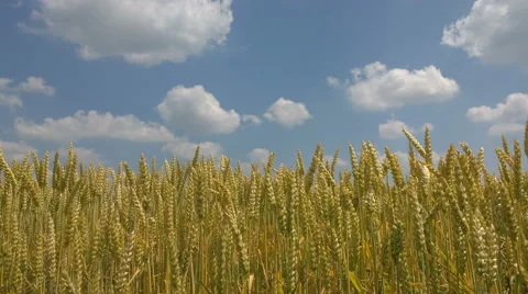 Golden wheat field with blue sky in background, Static take in UHD 4K Stock Footage 54200656