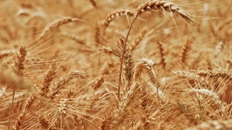 Golden Wheat Field Close Up in Sunlight 1 库存影片 339325066