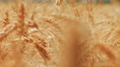 Golden Wheat Field Close Up in Sunlight 2 Stock Footage 339325301