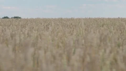 Golden wheat field with cloudy blue sky. Stock Footage 250156657