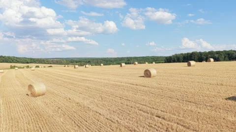 A golden wheat field dotted with round hay bales under a blue sky with scattered Stock Footage 346710152