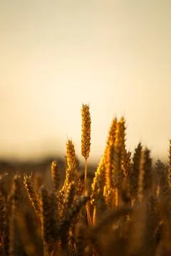Golden wheat field during sunset in Denmark, Europe. Stock Photos