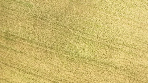Golden wheat field with farm machine patterns in rich cereal harvest background Stock Footage 339364791