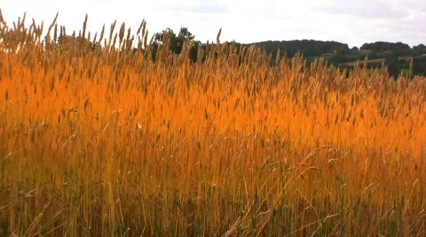 Golden wheat field Stock Footage 491795