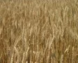 Golden Wheat Field SD Footage