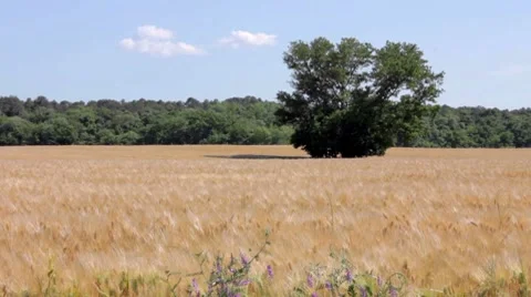 Golden wheat field Video stock 7769246
