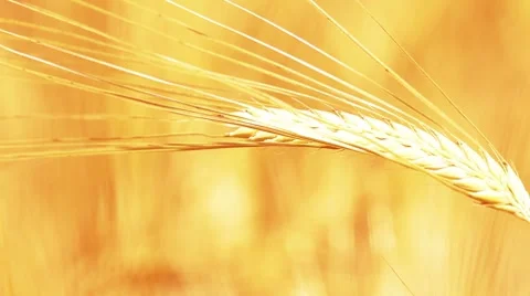 Golden wheat field Stock Footage 8519532