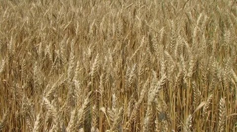 Golden Wheat Field 動画素材 8601574