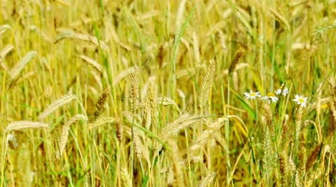 Golden wheat field Stock Footage 11357807