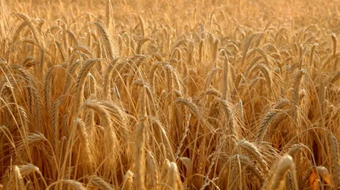 Golden wheat field Видео 24974315