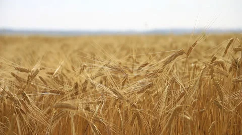 Golden wheat field 스톡 동영상 38208717