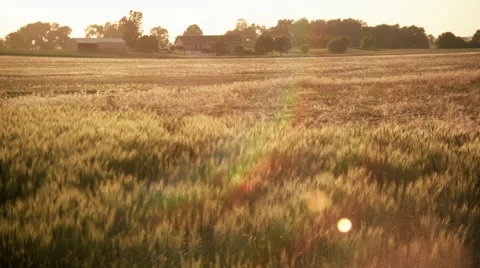 Golden Wheat Field Video stock 42538558