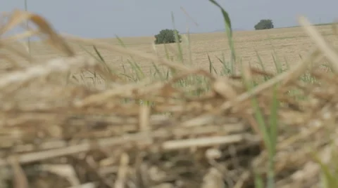 Golden wheat field Stock Footage 43863204