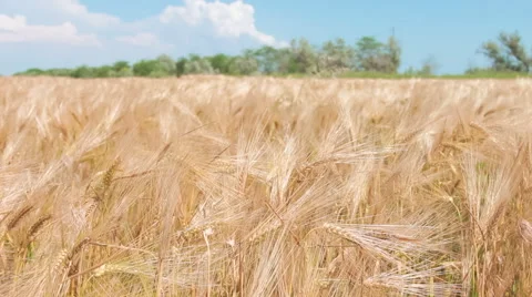Golden Wheat field Stock Footage 51131353