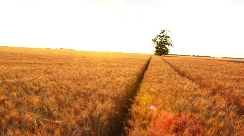 Golden Wheat Field Stock Footage 51749672