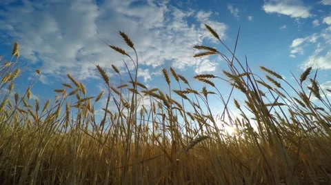 Golden Wheat Field Stock Footage 52095743