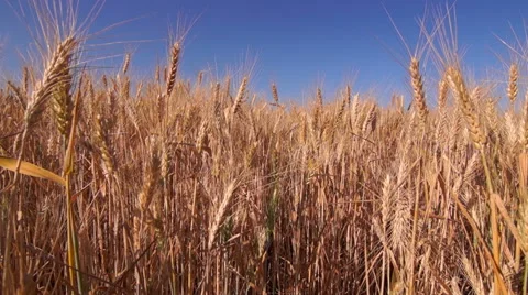 Golden Wheat Field Stock Footage 52099785