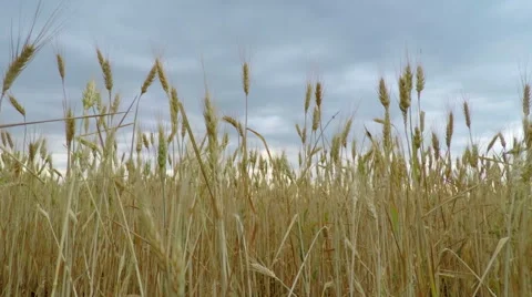 Golden Wheat Field Stock Footage 52099980