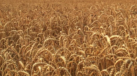 Golden wheat field Stock Footage 55586347
