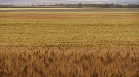 Golden Wheat Field Stock Footage 62785093