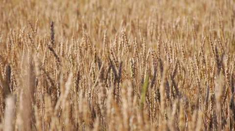 Golden Wheat Field Stock Footage 62785153