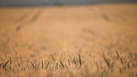 Golden wheat field Stockbeeldmateriaal 76489898