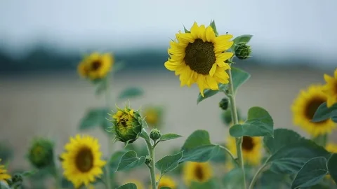 Golden Wheat Field Stock Footage 78775604