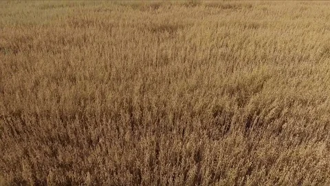 Golden wheat field Stock Footage 82831159