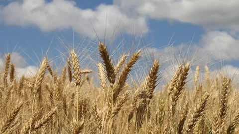 Golden Wheat field Stock Footage 94809944