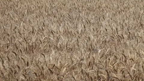 Golden Wheat field Stock Footage 95424874