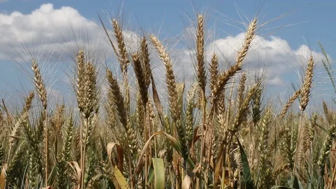 Golden Wheat field Stock Footage 95424899