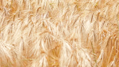 Golden wheat field Stock Footage 132192060