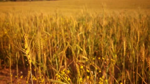 Golden Wheat Field Stock Footage 150043754