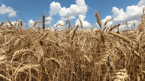 Golden Wheat Field Stock Footage 196971006