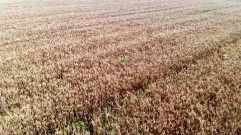 Golden wheat field Stock Footage 235110894