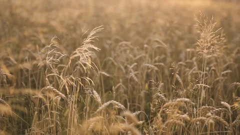 Golden Wheat Field Stock Footage 309321961