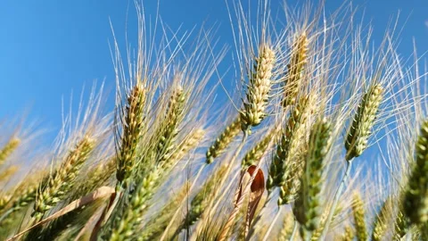A golden wheat field Stock-Footage 311847802