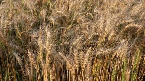 Golden Wheat Field Stock-Footage 332606471