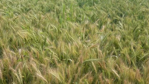 Golden wheat field Stock Footage 333912354