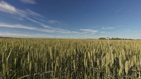 Golden Wheat Field with Moving Clouds on a Sunny Summer Day Stock Footage 339781532