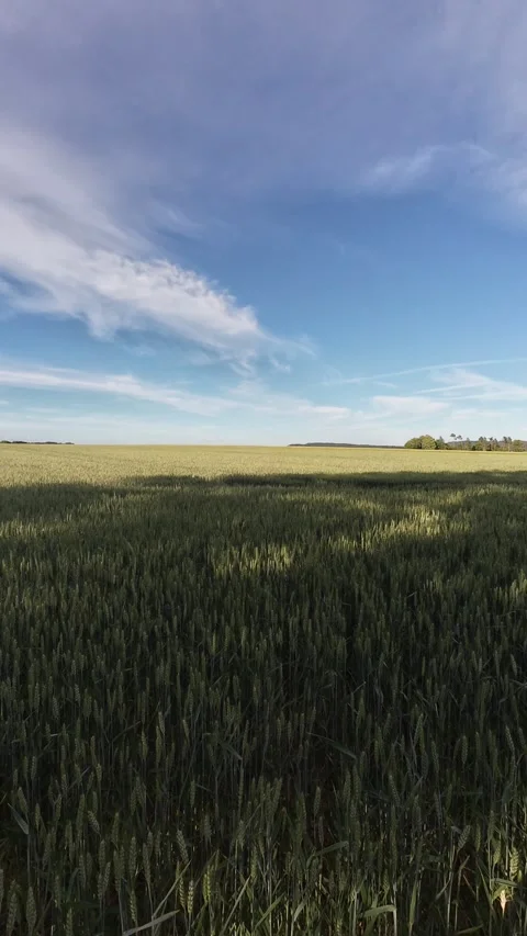Golden Wheat Field with Moving Clouds on a Sunny Summer Day Stock Footage 339781539