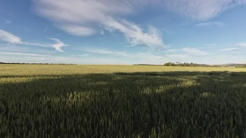Golden Wheat Field with Moving Clouds on a Sunny Summer Day Stock Footage 339781551