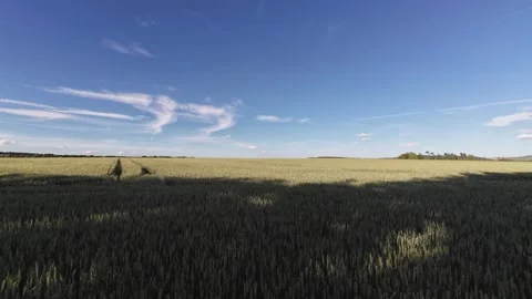 Golden Wheat Field with Moving Clouds on a Sunny Summer Day Stock Footage 339781597
