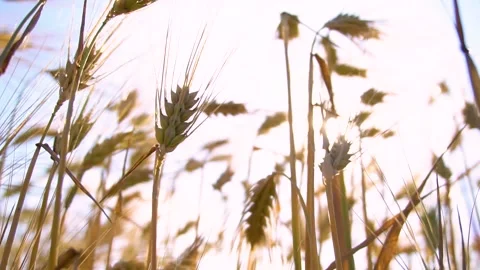 Golden wheat field moving in slow motion in the sun light. Harvest season 스톡 동영상 150628400